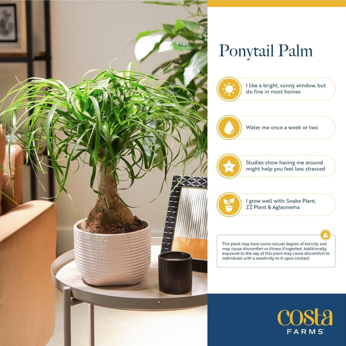 Best Indoor Plant – Costa Farms Ponytail Palm in Decorative Pot Review