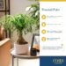 Best Indoor Plant – Costa Farms Ponytail Palm in Decorative Pot Review