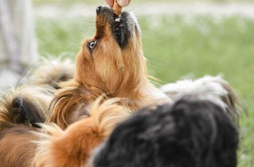 What Are the Best Treats for Dog Training That Actually Work for Your Pup