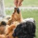 What Are the Best Treats for Dog Training That Actually Work for Your Pup