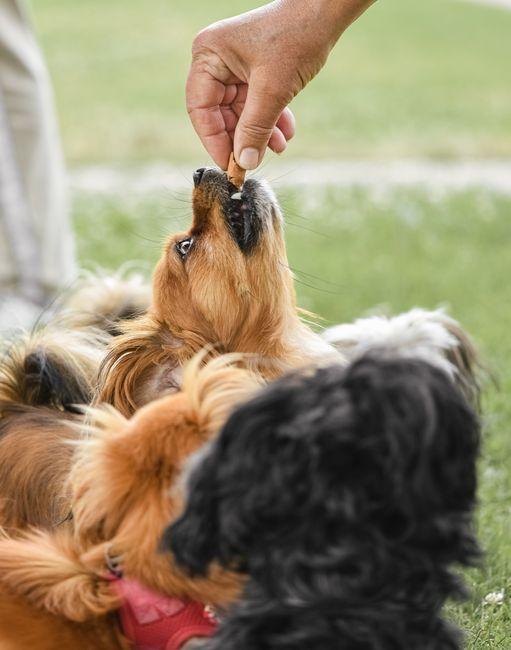 What Are the Best Treats for Dog Training That Actually Work for Your Pup
