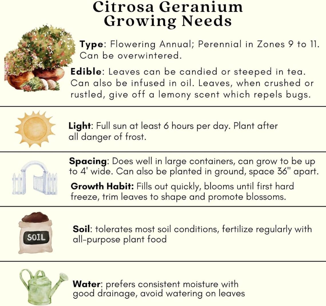 Best Mosquito Repellent Plants – Clovers Garden Citronella Duo Review