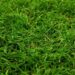 When is the Best Time to Fertilize the Lawn for a Greener, Thicker Yard
