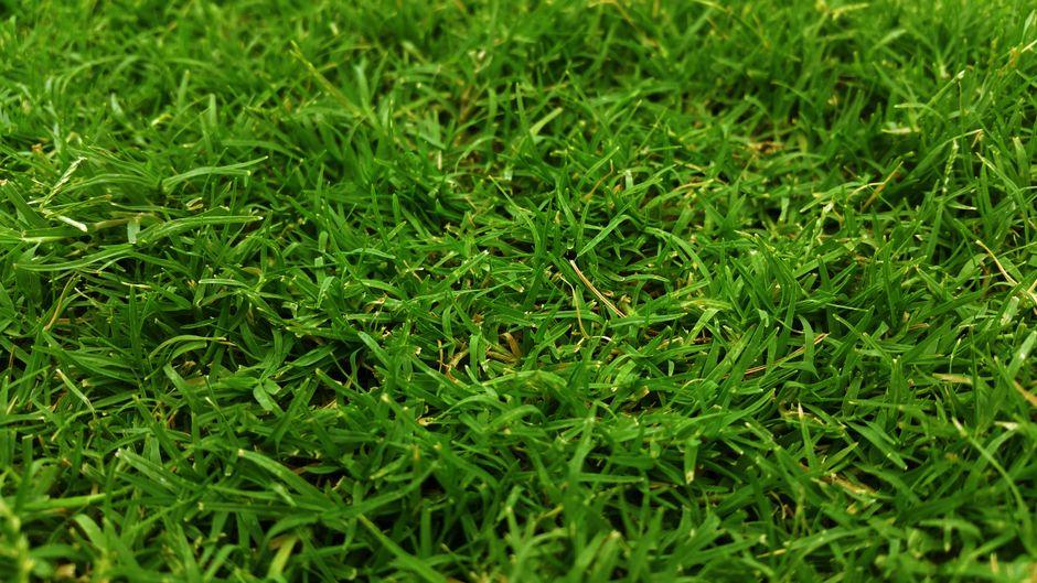 When is the Best Time to Fertilize the Lawn for a Greener, Thicker Yard