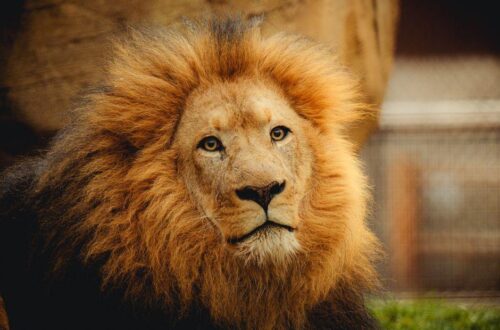 Lion’s Mane Supplement: The Easy Way to Boost Focus and Brain Power Naturally