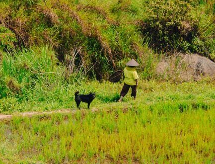 What Is the Best Rice for Dogs? Easy tips to keep your pup healthy and happy