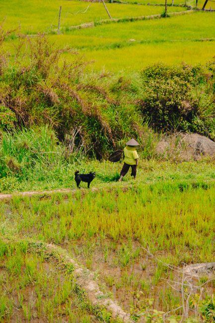 What Is the Best Rice for Dogs? Easy tips to keep your pup healthy and happy