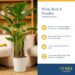 Best Indoor Houseplant – Costa Farms White Bird of Paradise Review