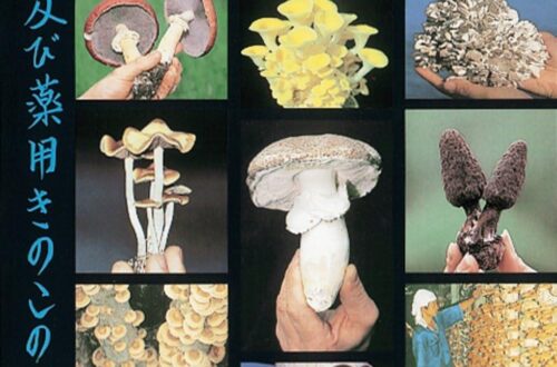 Best Gourmet and Medicinal Mushroom Growing Kit – Comprehensive Guide