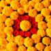 The Best Marigold Hotel Film: Why It’s a Heartwarming Comedy Everyone Loves