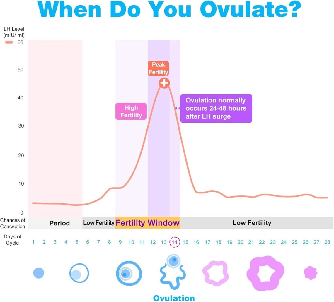 Best Fertility Testing Kits – Easy@Home 50 LH + 20 HCG Strips Review