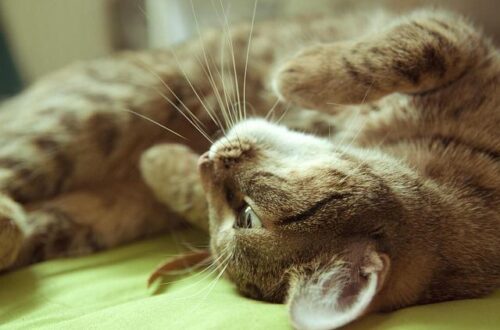 What Is the Best Bed for Your Back? Find Comfortable Support for a Good Night’s Sleep