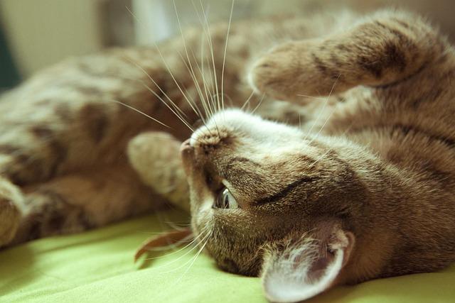 What Is the Best Bed for Your Back? Find Comfortable Support for a Good Night’s Sleep