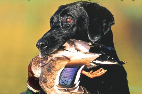 Best Retriever Training Guide – Tom Dokken’s Complete Hunting Dog Review