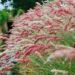 When is the Best Time to Cut Ornamental Grasses for a Healthy and Beautiful Garden