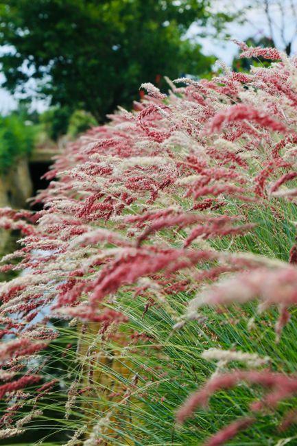 When is the Best Time to Cut Ornamental Grasses for a Healthy and Beautiful Garden