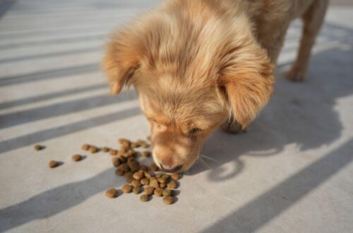 Best Inexpensive Dog Food for a Healthy, Happy Pup
