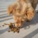 Best Inexpensive Dog Food for a Healthy, Happy Pup