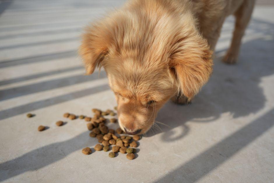 Best Inexpensive Dog Food for a Healthy, Happy Pup