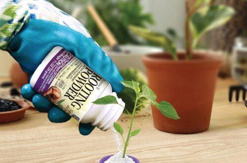 Best Plant Rooting Powder – Bonide Bontone II for Fast Transplants Reviews