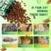 Best Cat Flea Treatment – Flea and Tick Prevention for Cats – 500 Chews with Skin & Coat Support – Natural Chicken Flavor Review