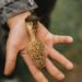 Where is the Best Place to Find Morel Mushrooms and How to Spot Them Easily