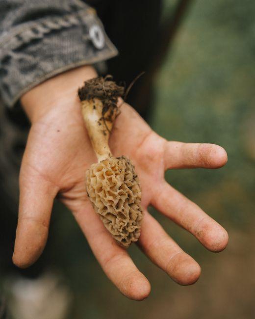 Where is the Best Place to Find Morel Mushrooms and How to Spot Them Easily