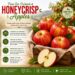 Best Fresh Fruit – Honeycrisp Apples, 2 Count – Sweet, Crisp & Juicy Review