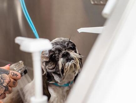 What’s the Best Flea Shampoo for Dogs? A Friendly Guide to Keep Your Pup Comfortable and Bug-Free
