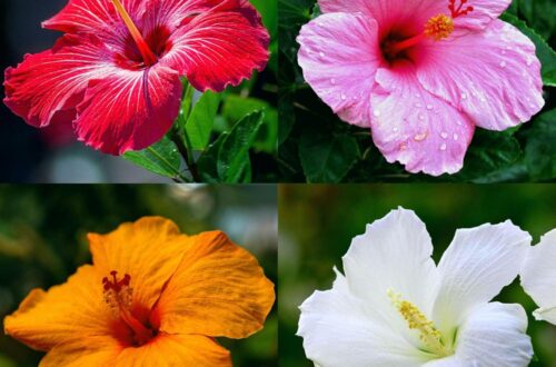 Best Garden Flowers – CarpetC199+ Hibiscus Seeds Mixed Colors for Planting – Giant Hardy Perennials Review