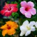 Best Garden Flowers – CarpetC199+ Hibiscus Seeds Mixed Colors for Planting – Giant Hardy Perennials Review