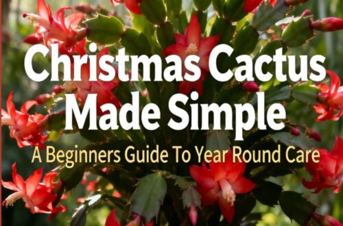 Best Indoor Plant Care Guide – Christmas Cactus Made Simple: A Beginners Guide To Year Round Care Review