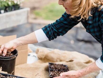 When is the Best Time to Plant Seeds for Flowers to Grow Beautiful Blooms All Season