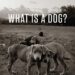 Best Dog Behavior Book – What Is a Dog? Review