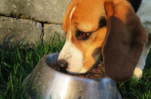 What’s the Best Dog Food on the Market for a Healthy, Happy Pup