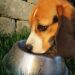 What’s the Best Dog Food on the Market for a Healthy, Happy Pup