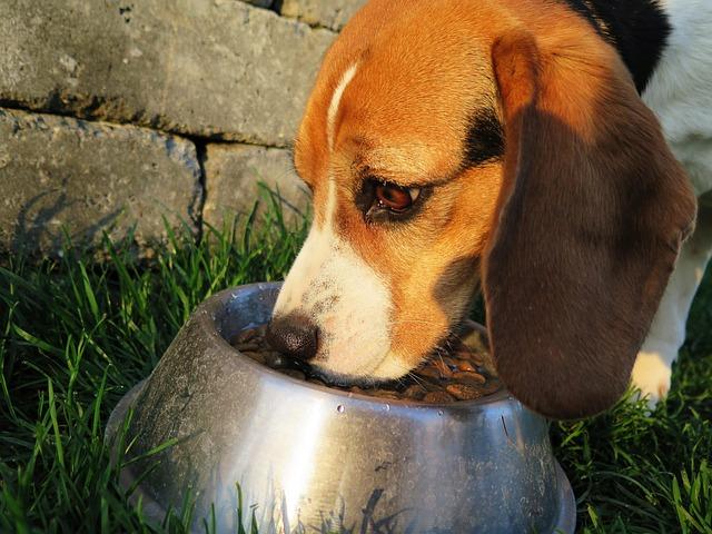 What’s the Best Dog Food on the Market for a Healthy, Happy Pup