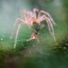 What is the best ant trap for easy, effective ant control at home