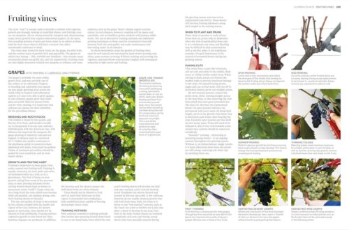 Best Gardening Guide – Pruning and Training: What, When, and How