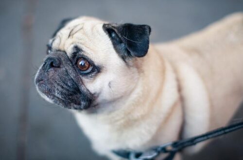 What is the Best Dog Leash for Small Dogs that Keeps Them Safe and Happy